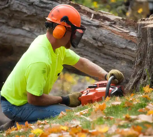 tree services Pine River